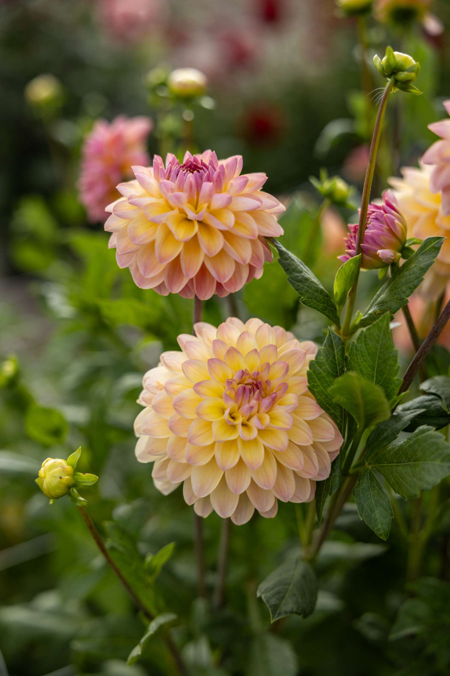 Daalia ‘Hapet Pastell’